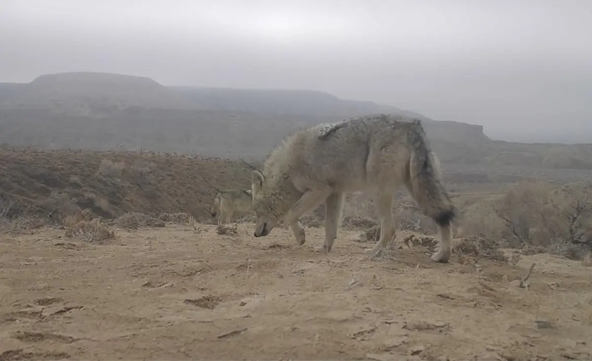 Фото заповедника Устюрт