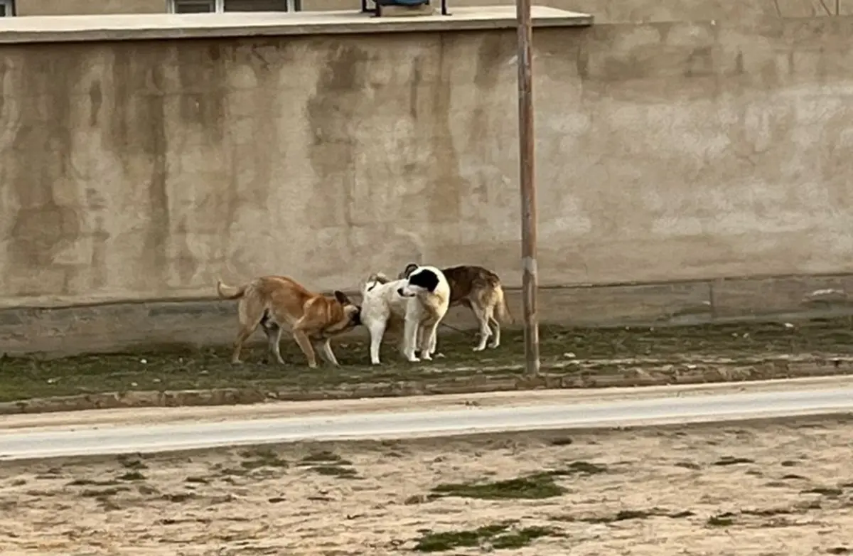 Фото прислано жителями села Жана Даулет
