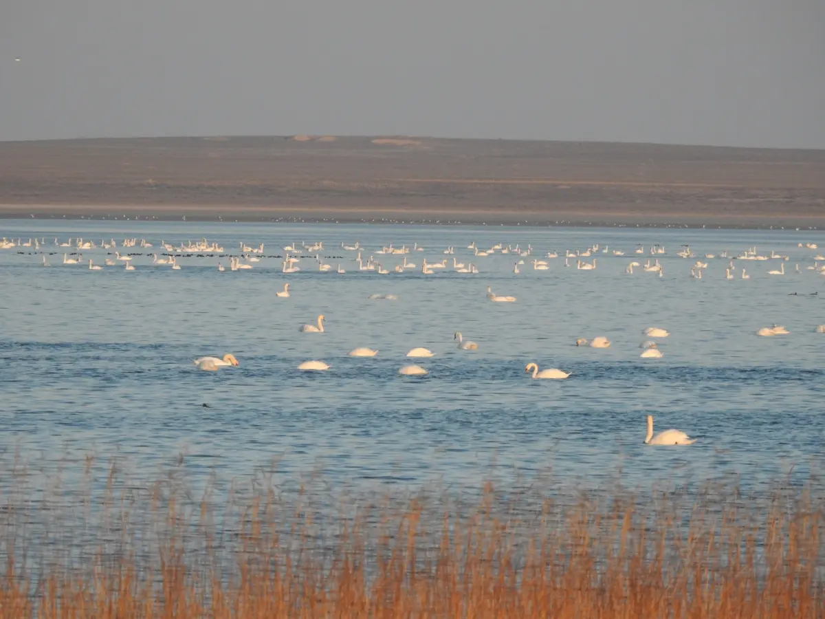 Озеро Караколь. Фото экологов