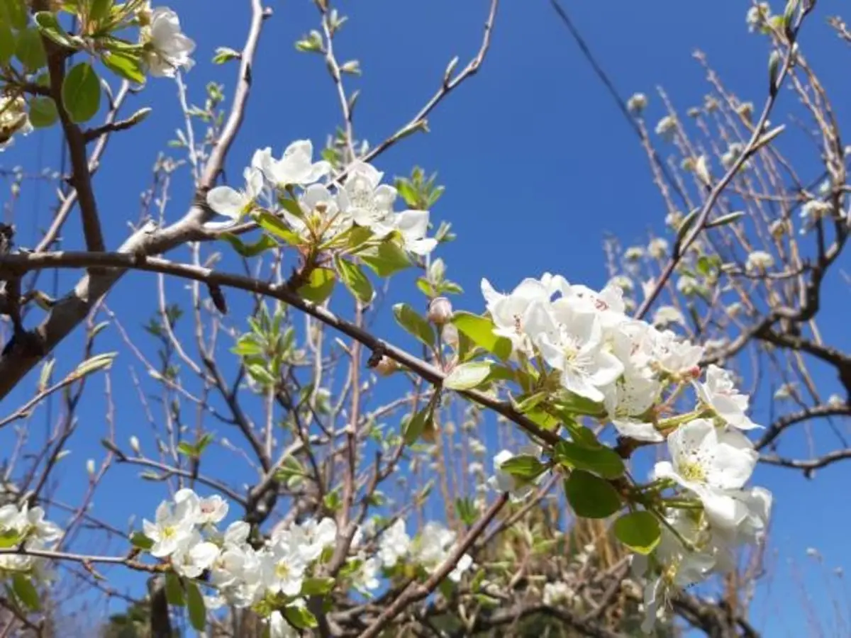 Фото pixabay.com