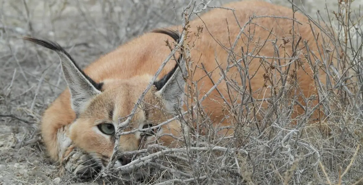 Каракал. Фото предоставил М. Каратауов