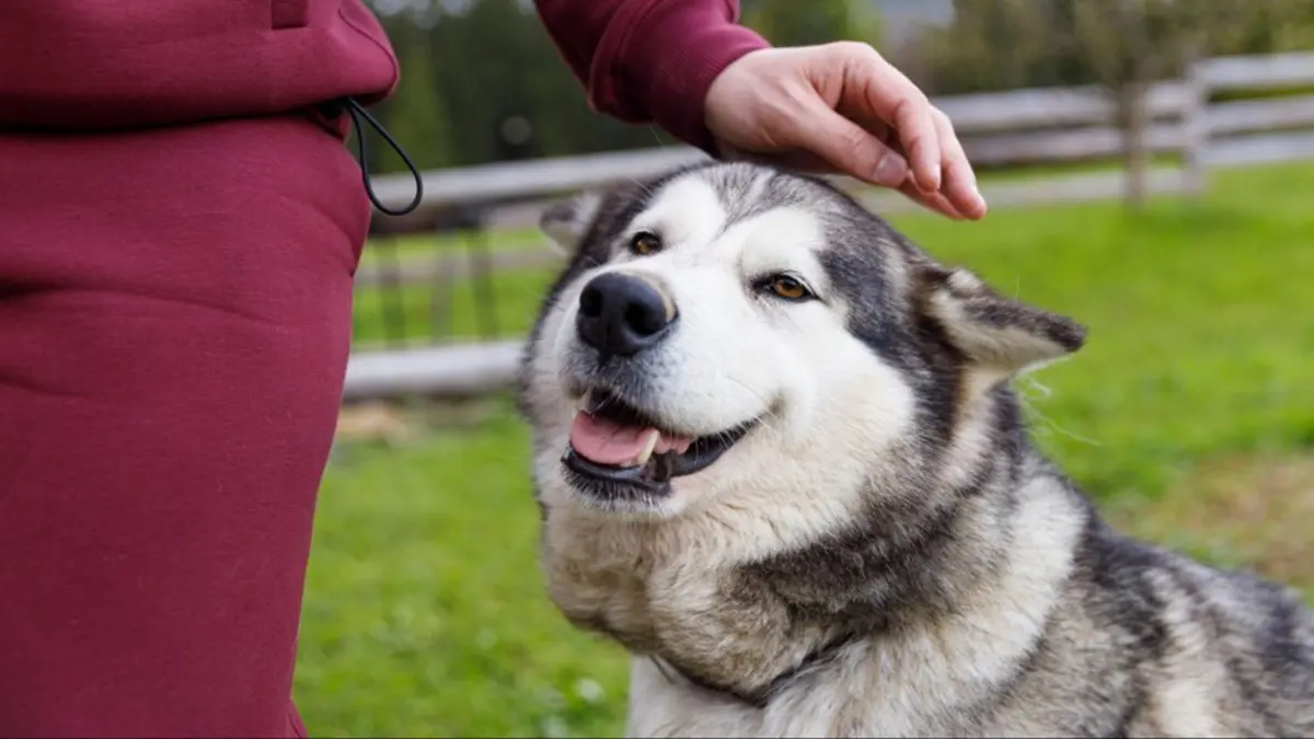 Можно ли оставить наследство своей кошке или собаке