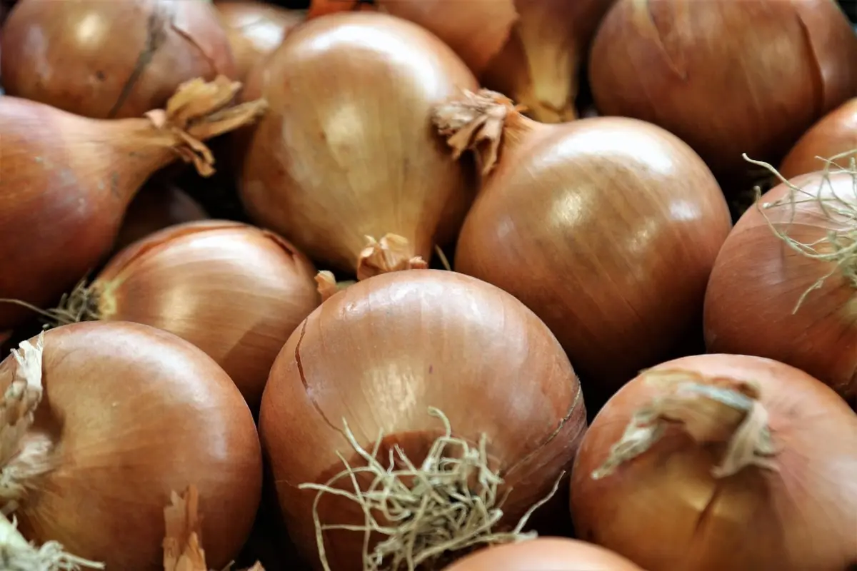 Фото pixabay.com