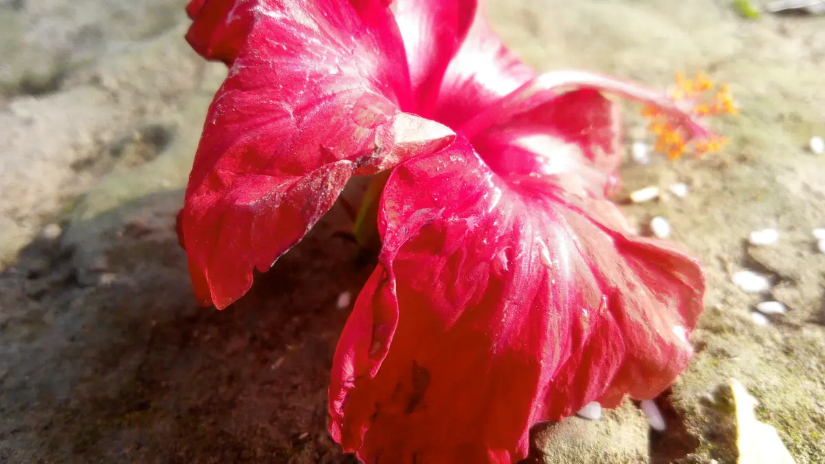 Фото: commons.wikimedia.org