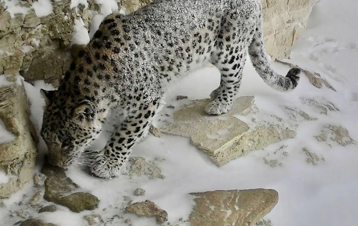 Фото из архива природного парка «Кызылсай»