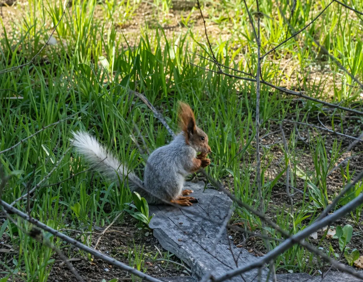 Кадр видео, улучшенный с помощью ИИ