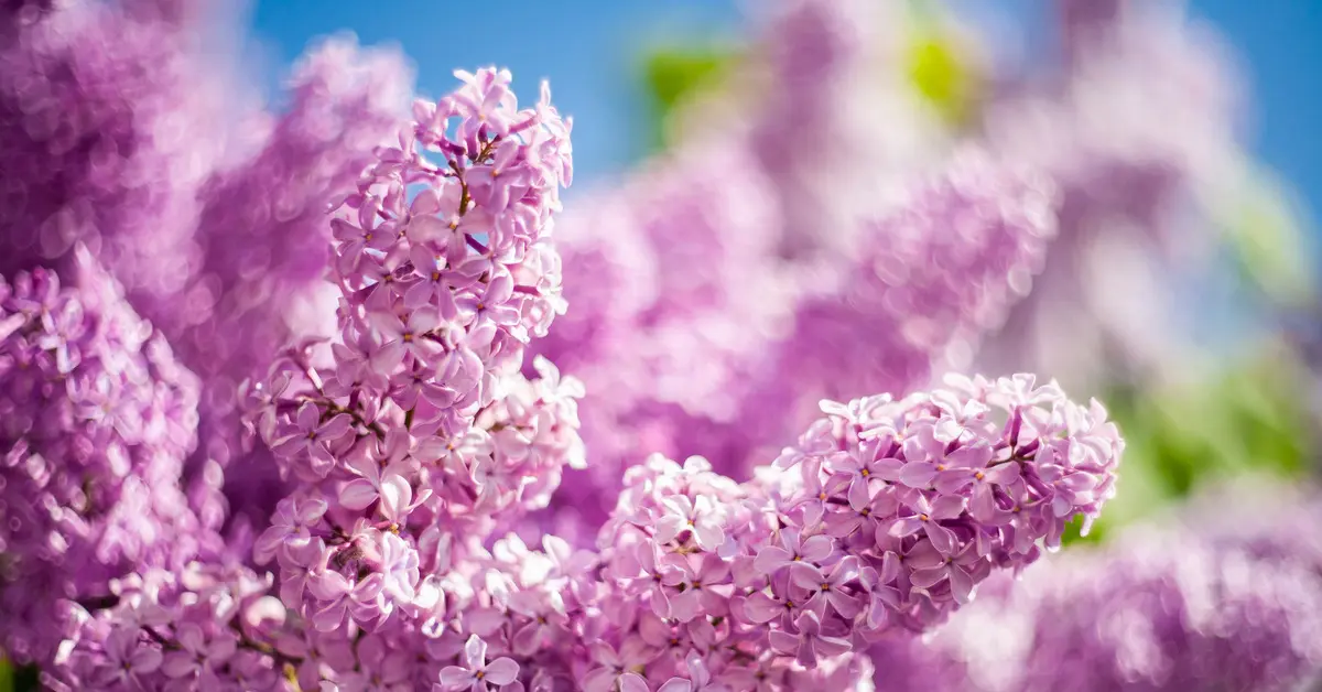 Выходные в мае-2026 в Казахстане: как переносятся праздники и когда Курбан-айт