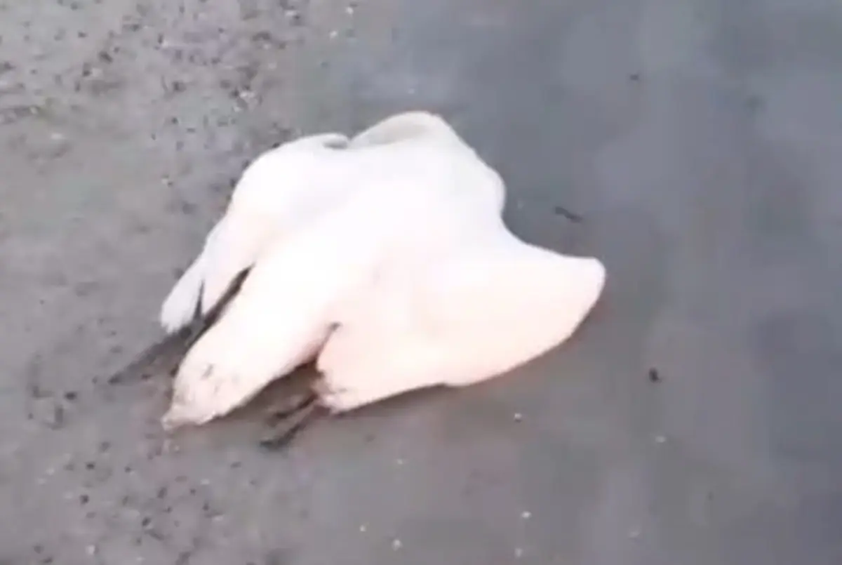 Фото: стоп-кадр из видео