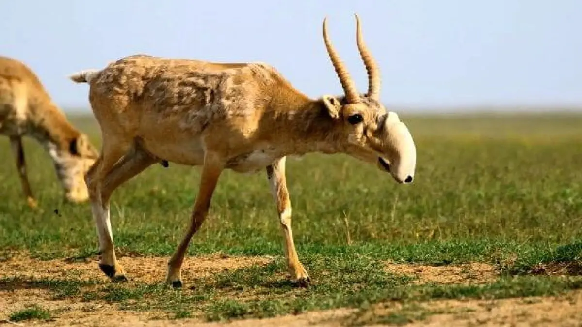 В Казахстане нашли 1600 мертвых сайгаков: выясняется причина гибели животных