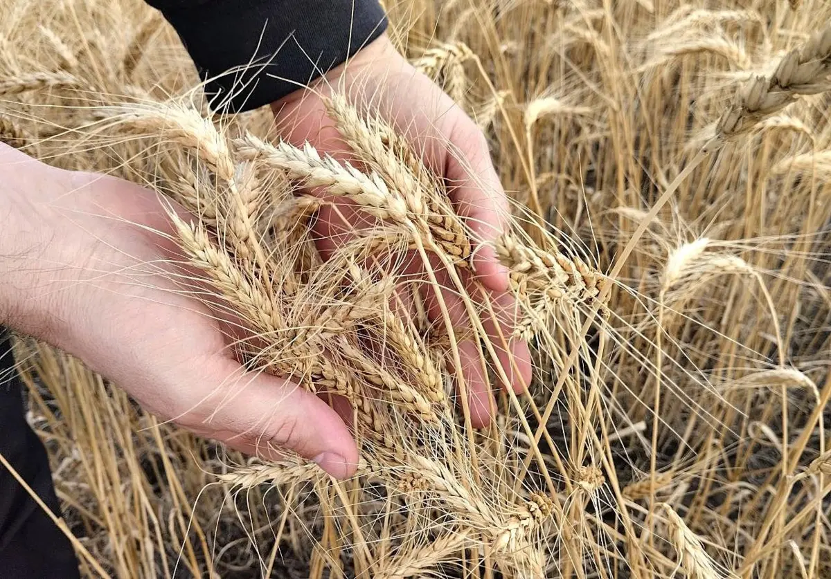 Фото: АПК Новости