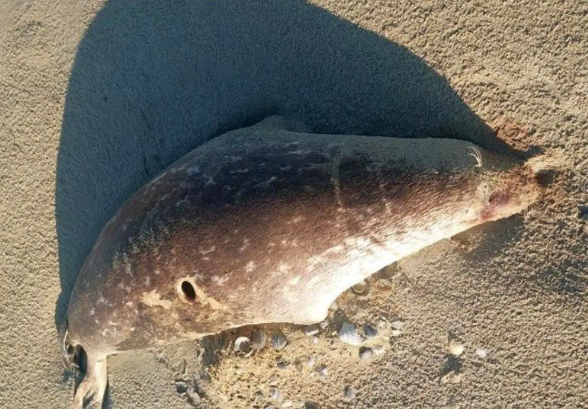 Фото Комитета рыбного хозяйства Министерства сельского хозяйства РК