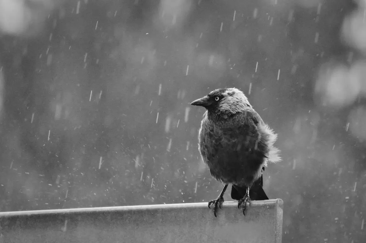 Фото pixabay.com