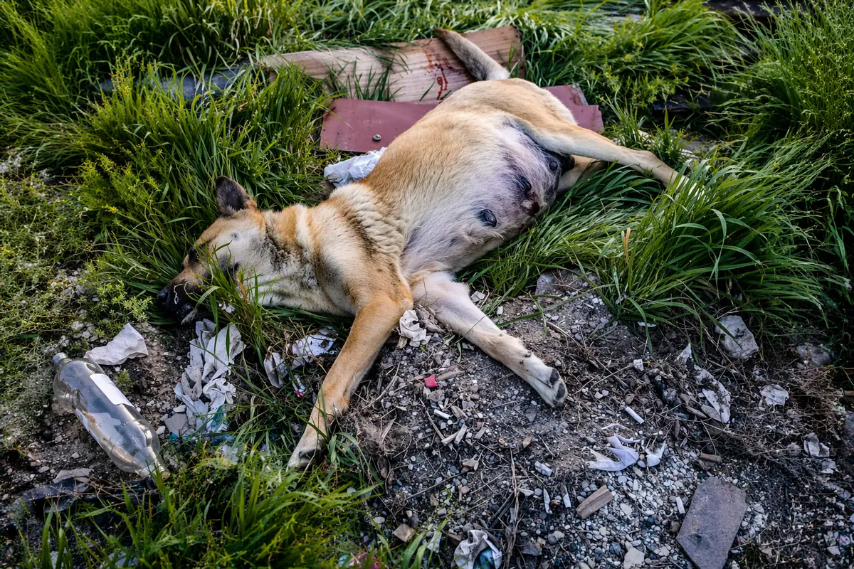 Фото предоставили зоозащитники