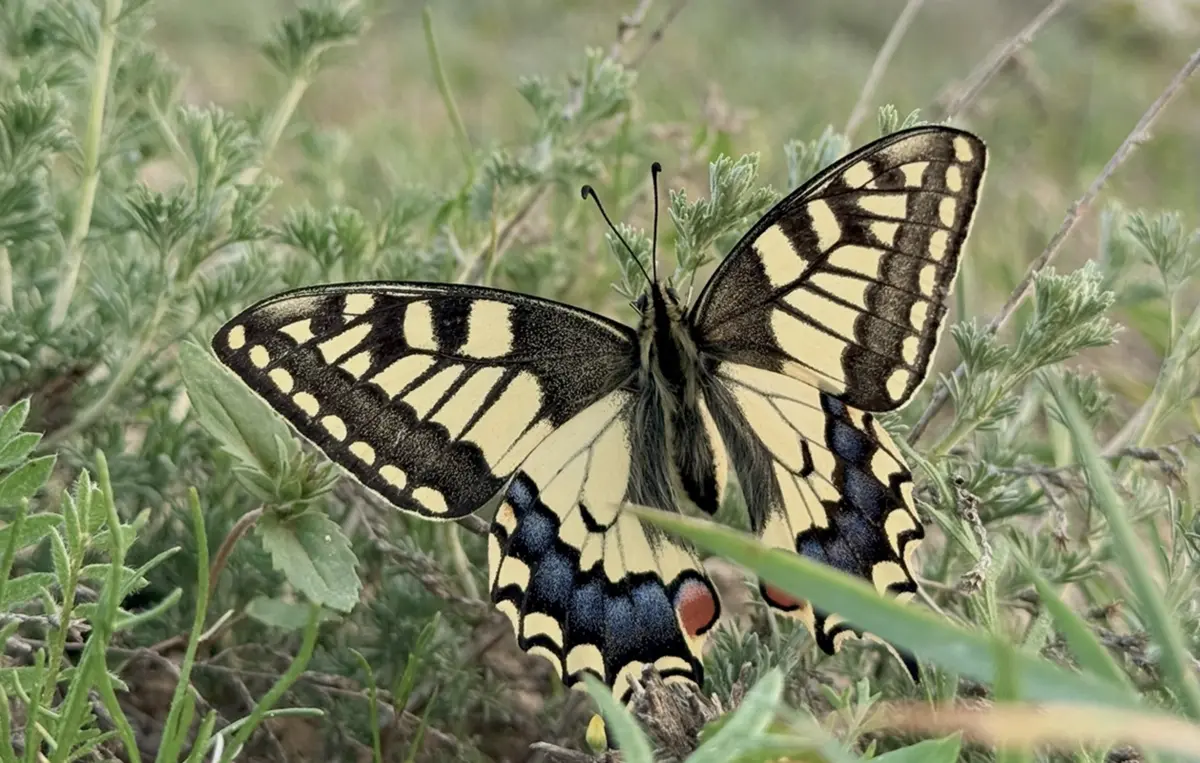 Фото Алены Павленко / @allonsy_alyonko / Instagram