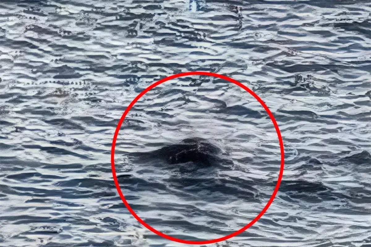 Фото: шотланский Центр Лох-Несс