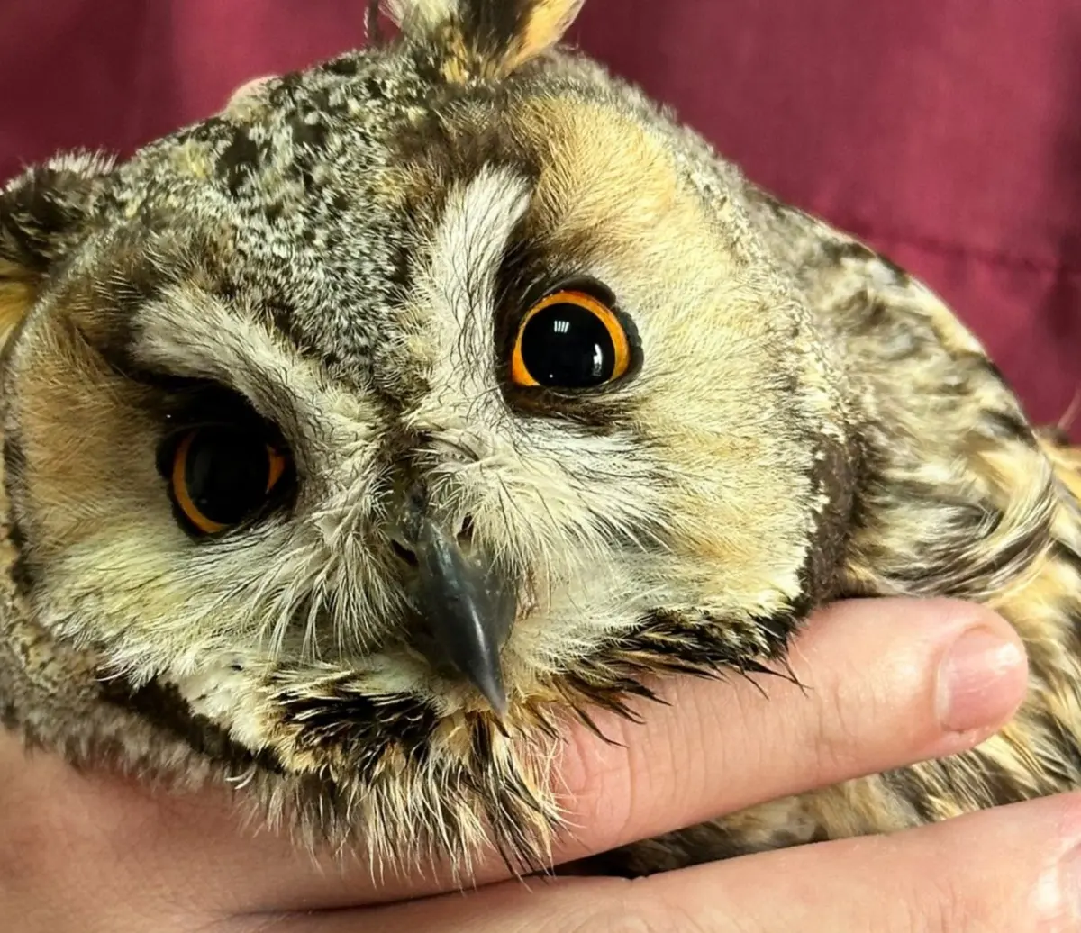 Фото предоставлено орнитологами