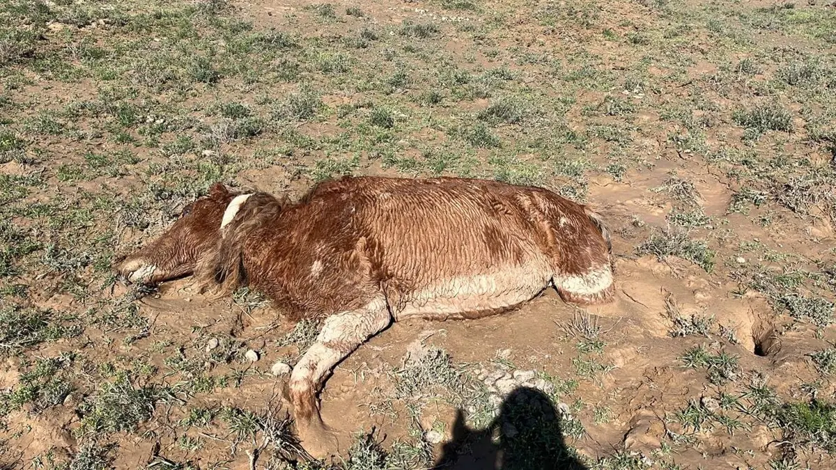 Фермеры Мангистау требуют компенсации: за два дня стихии погибли более 550 голов скота