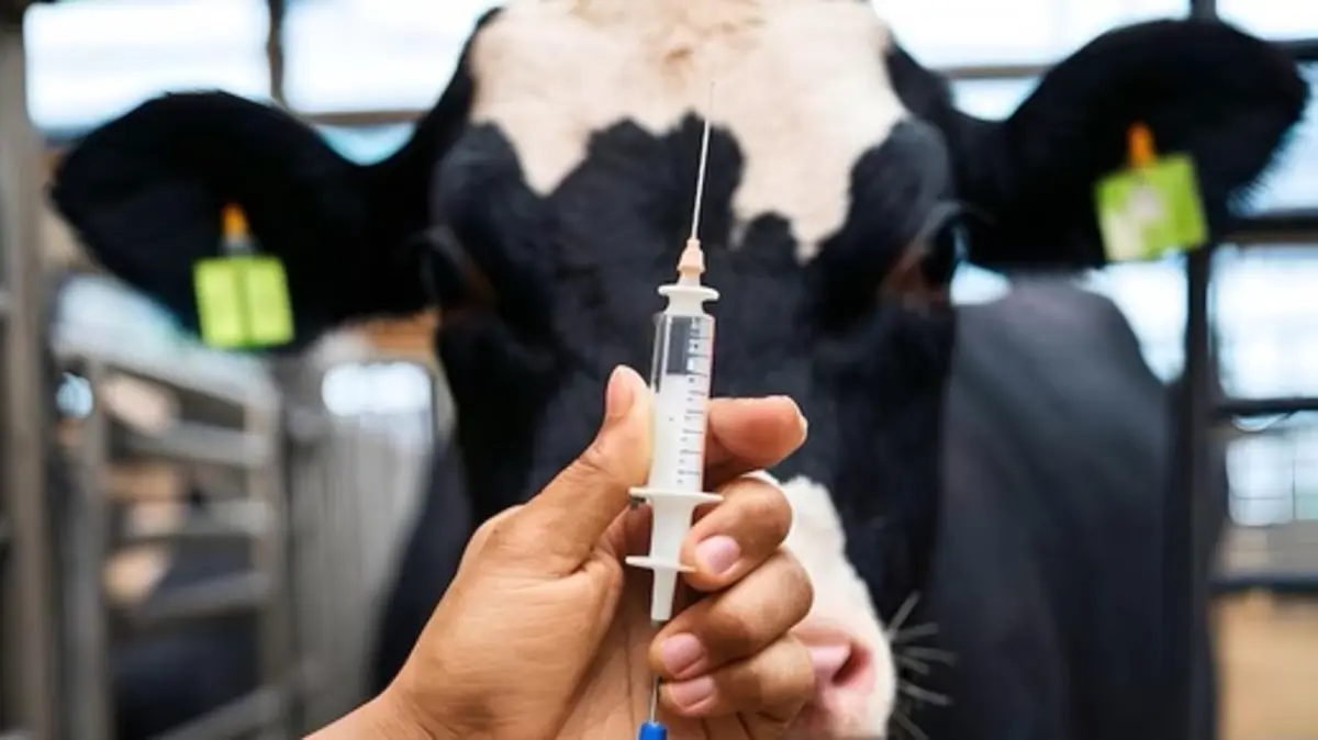 В Казахстане вводят «цифровой поводок» для владельцев скота