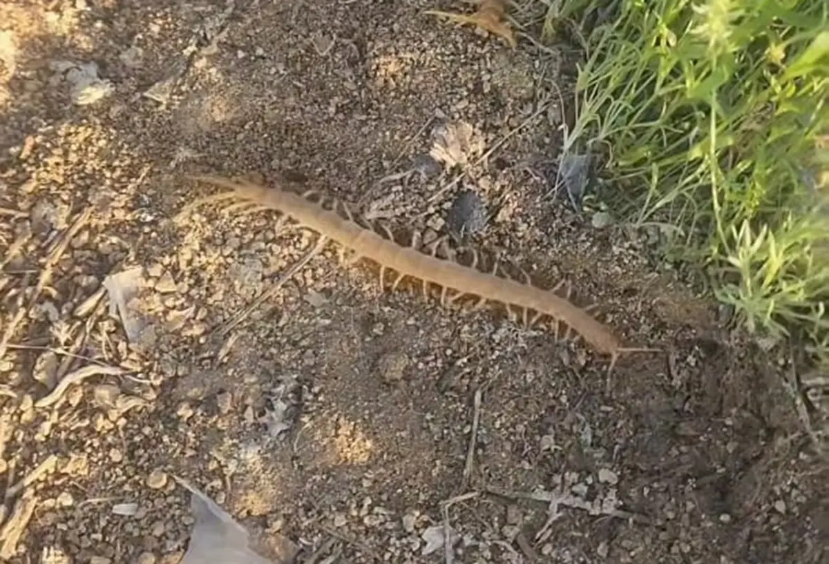 Фото: стоп-кадр из видео @griby_aktau / Instagram
