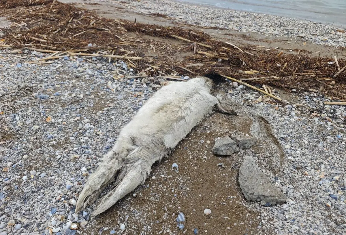Погибший белек. Фото предоставил волонтер и экоактивист Данияр Акимжанов