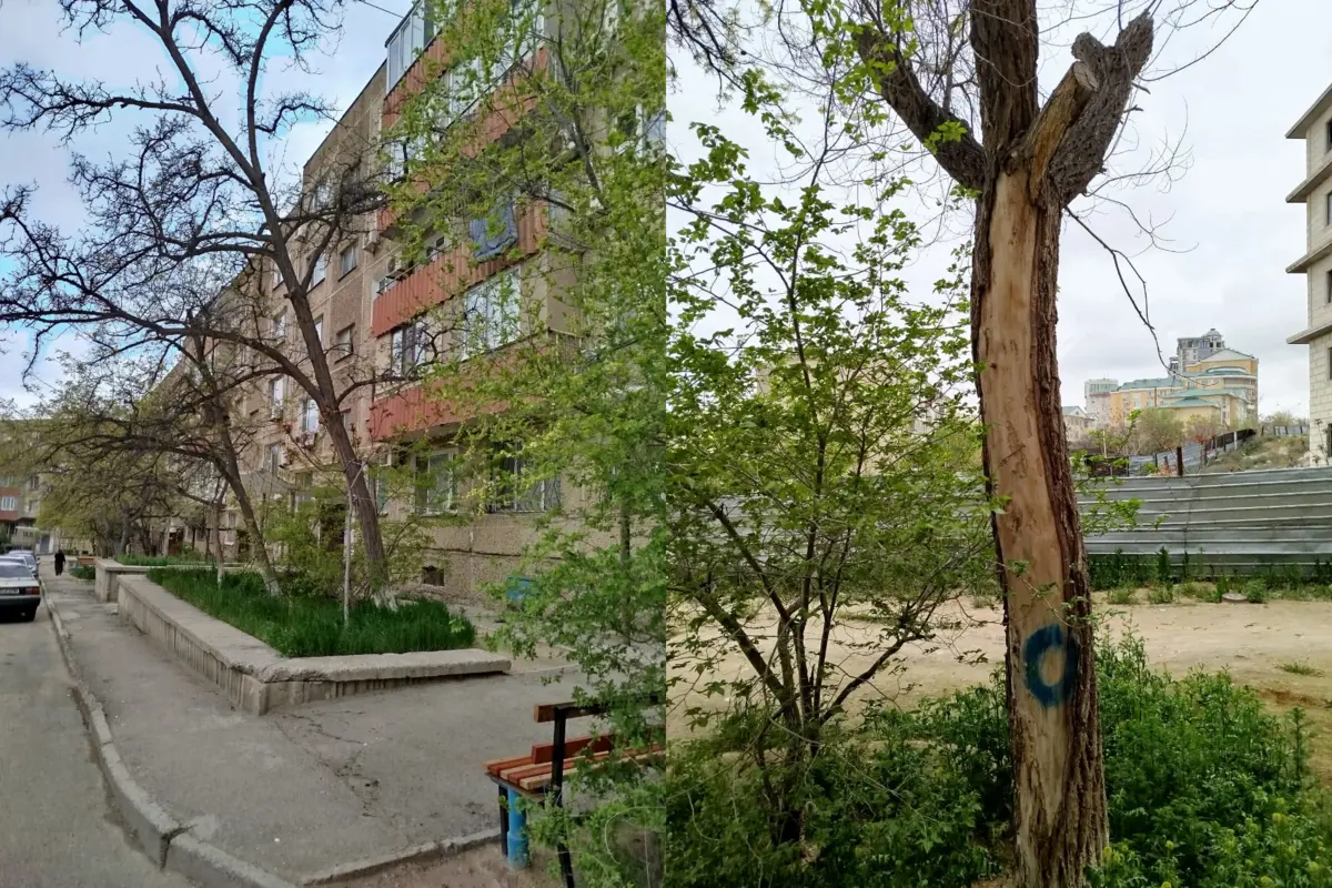 Сухостой перед и позади 46 дома в 14 микрорайоне. Фото жителя Актау