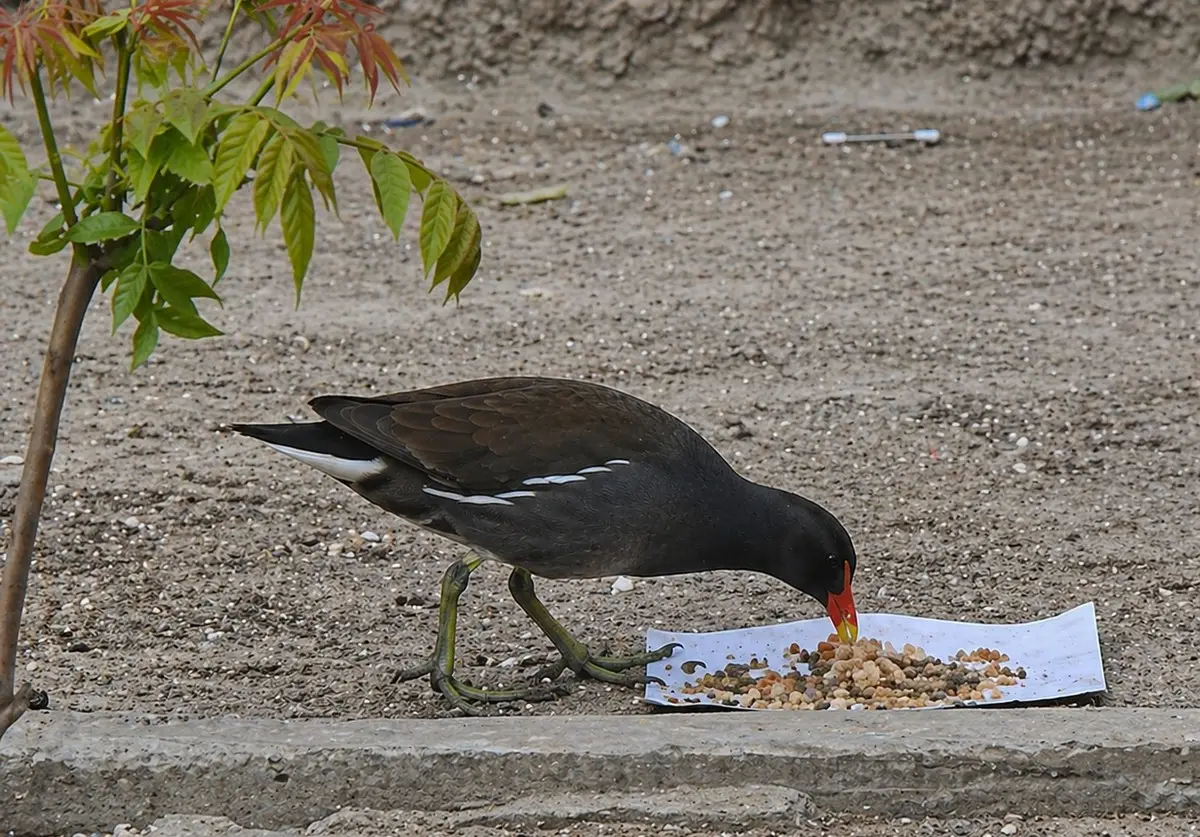 Кадр видео, улучшенный с помощью ИИ