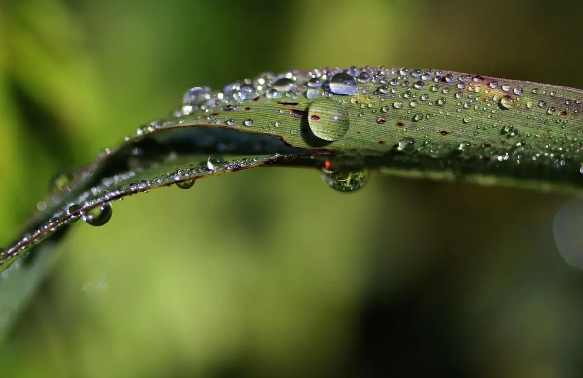 Фото pixabay.com