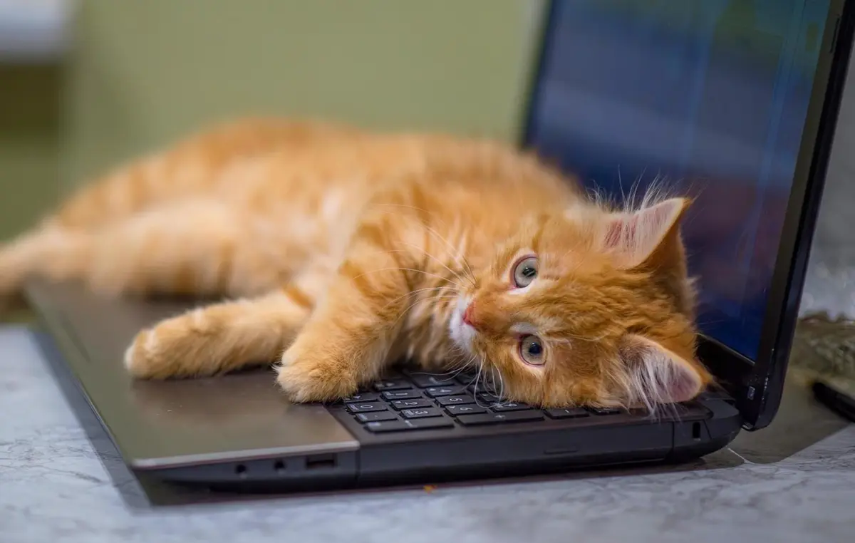 Фото: Shutterstock/Fotodom.ru