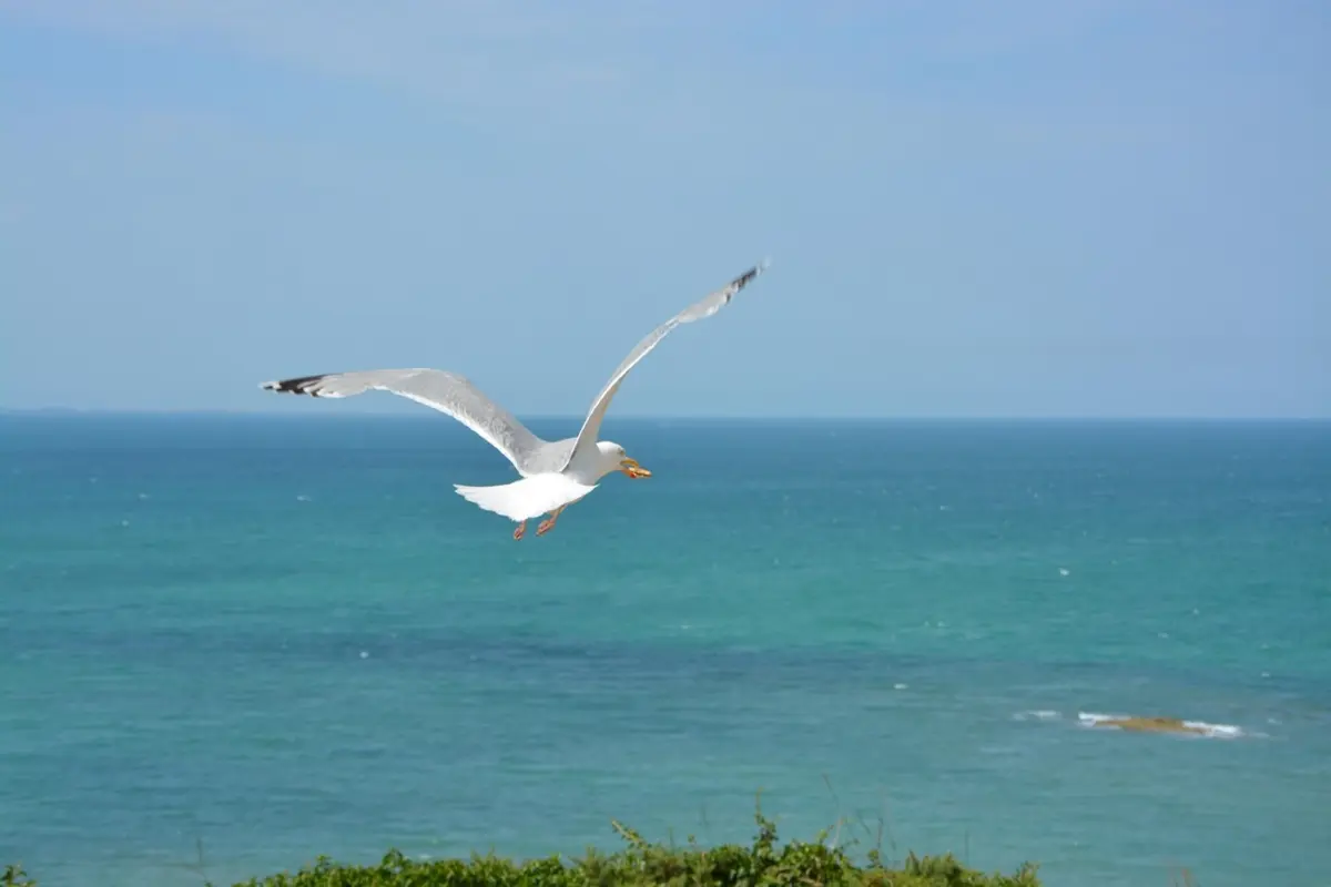Фото pixabay.com