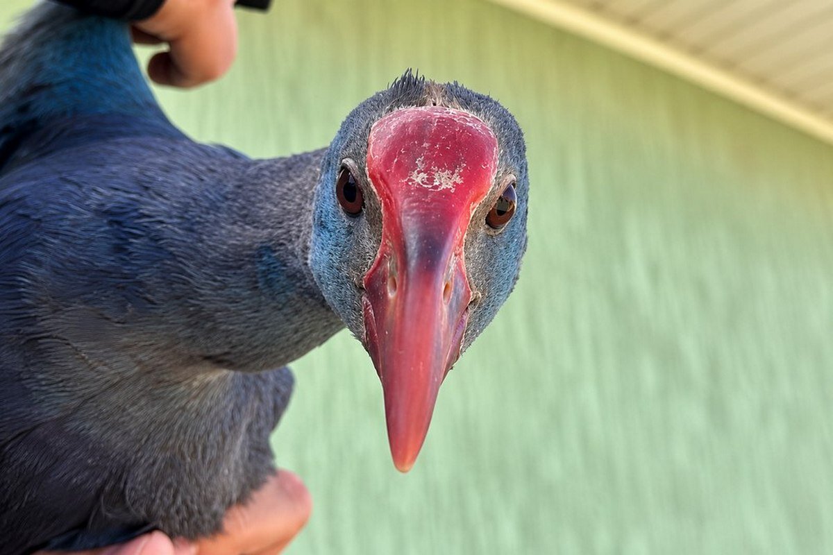Фото предоставила ветеринарный врач ZOO LEKAR Алина Шарипова