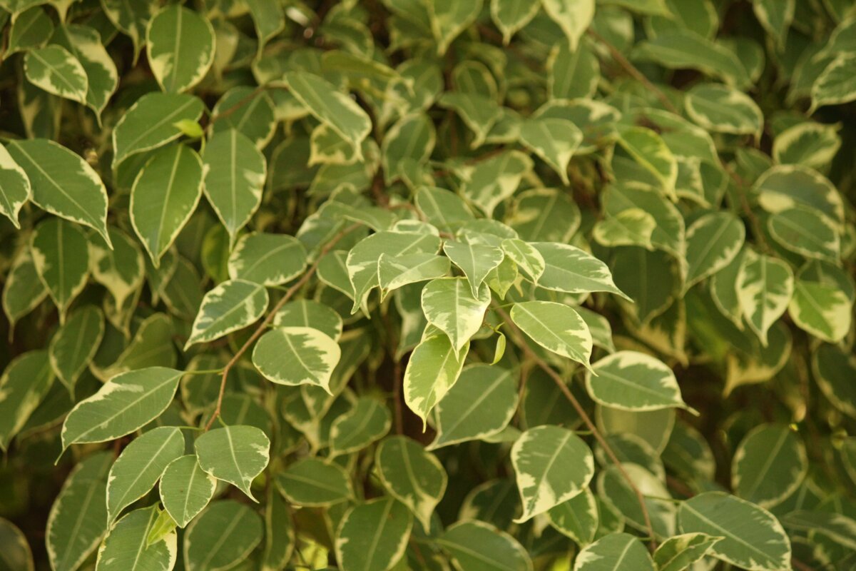 Фото: Pexels.com