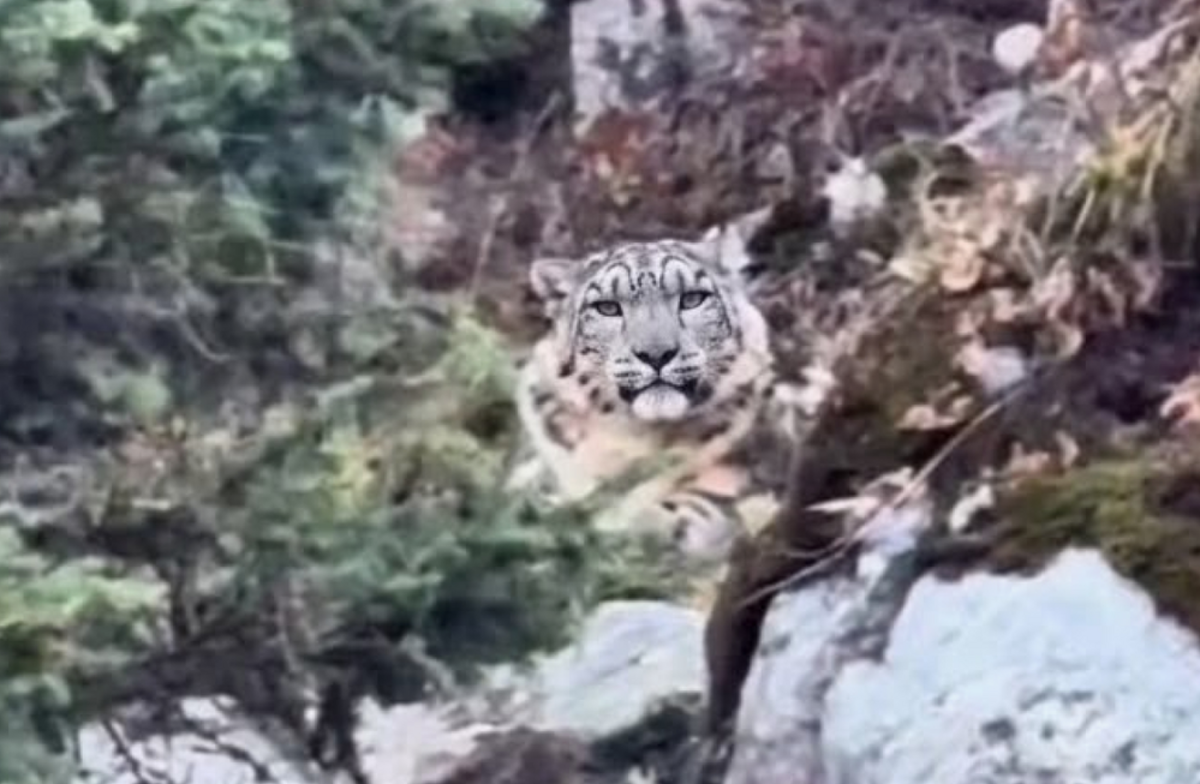 Кадр из видео