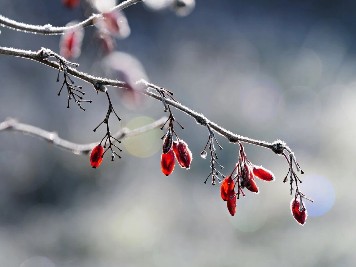 Фото pixabay.com