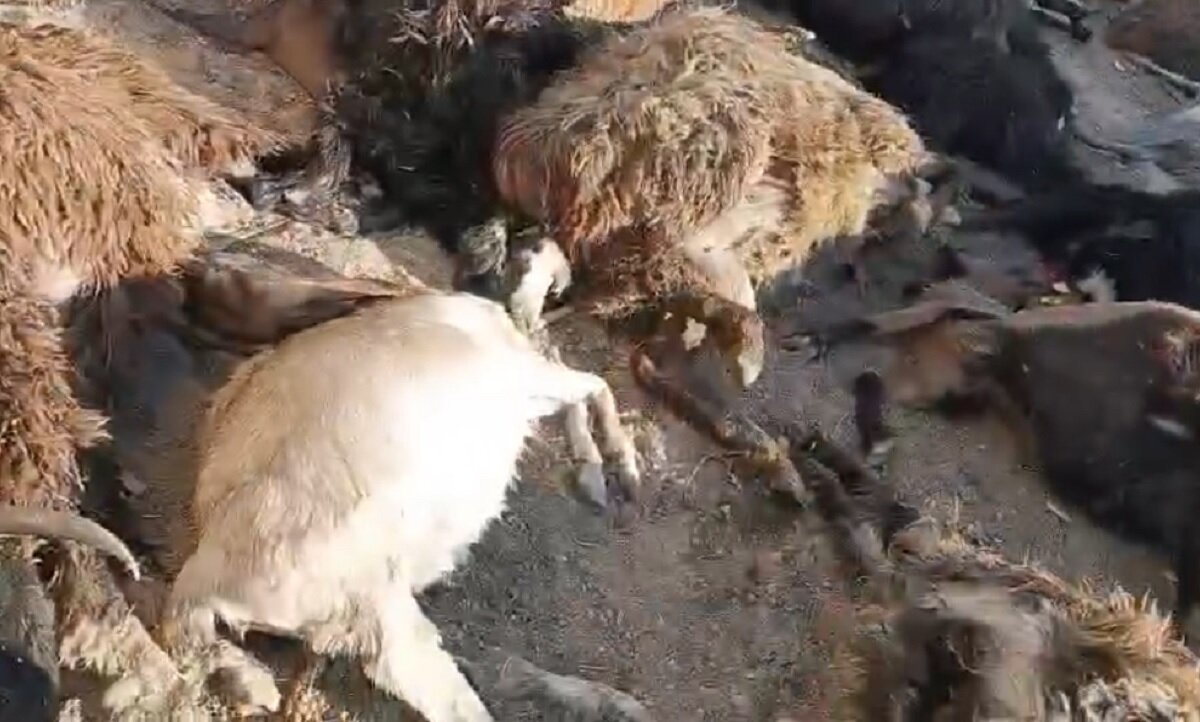 Кадр видео