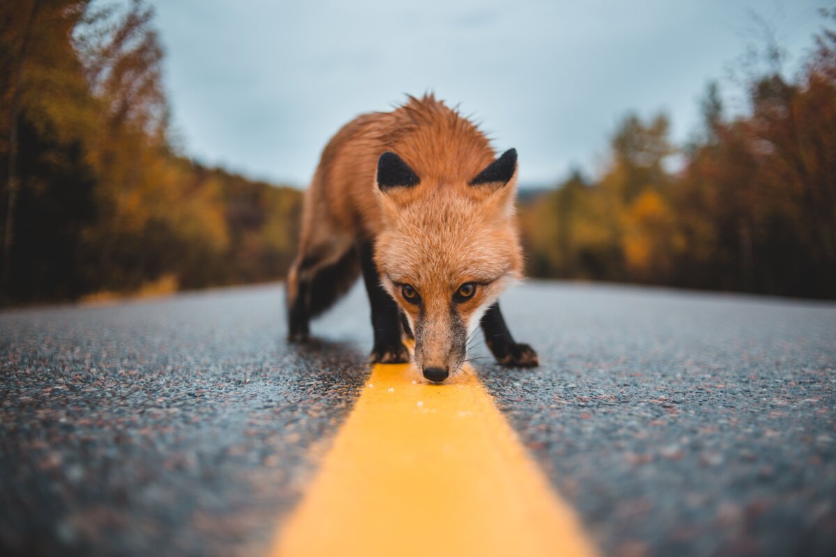 Фото: pexels.com