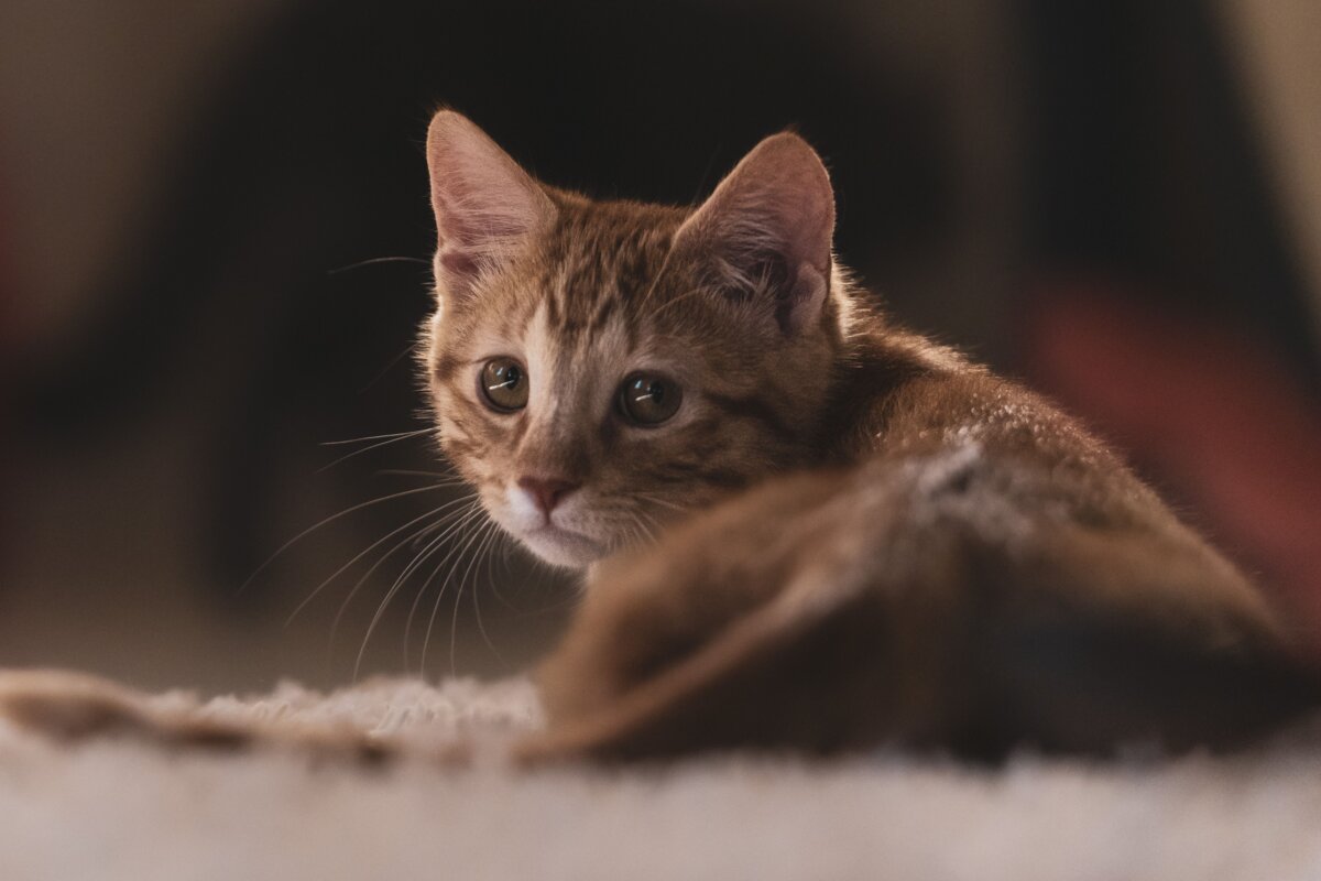 Фото: pexels.com