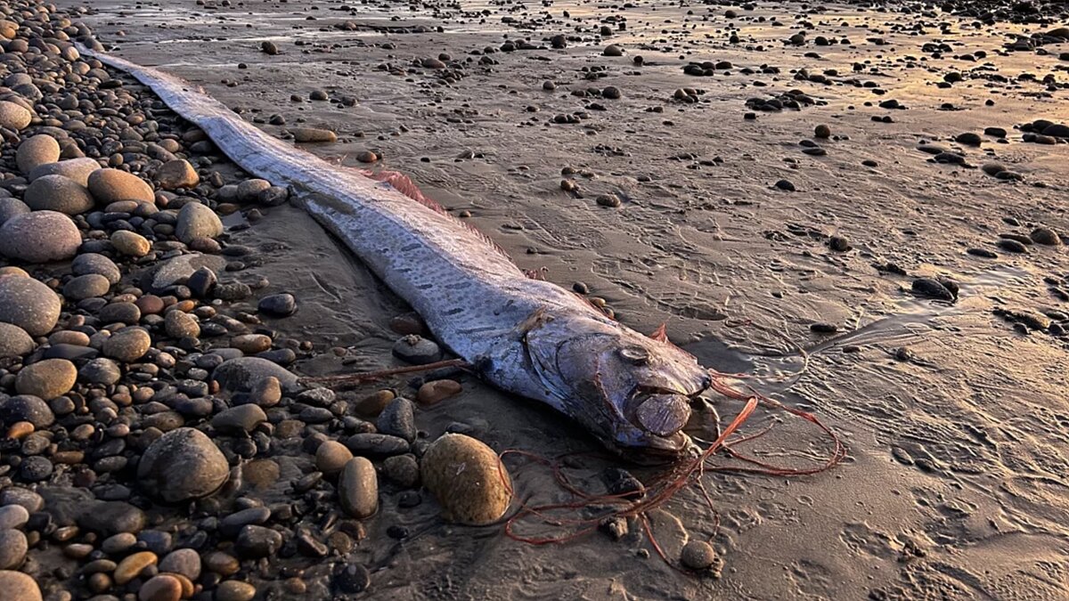Фото: Scripps Institution of Oceanography