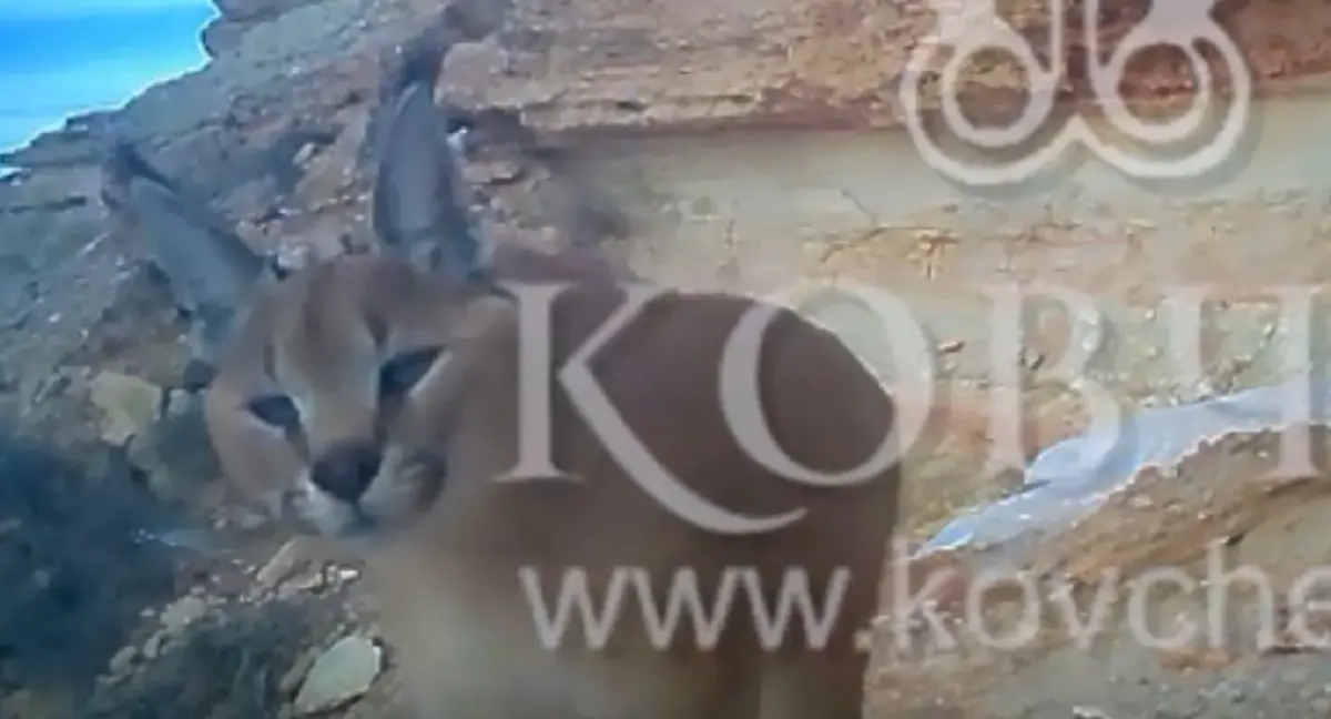 Кадр видео