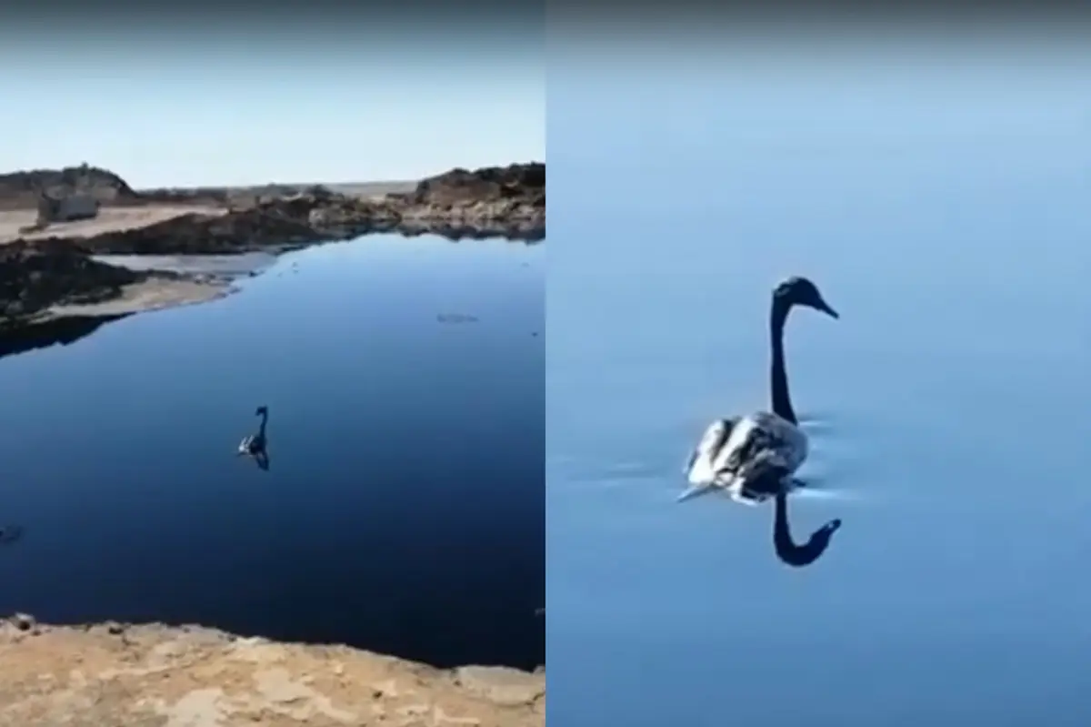 Коллаж из скриншотов видеоматериала