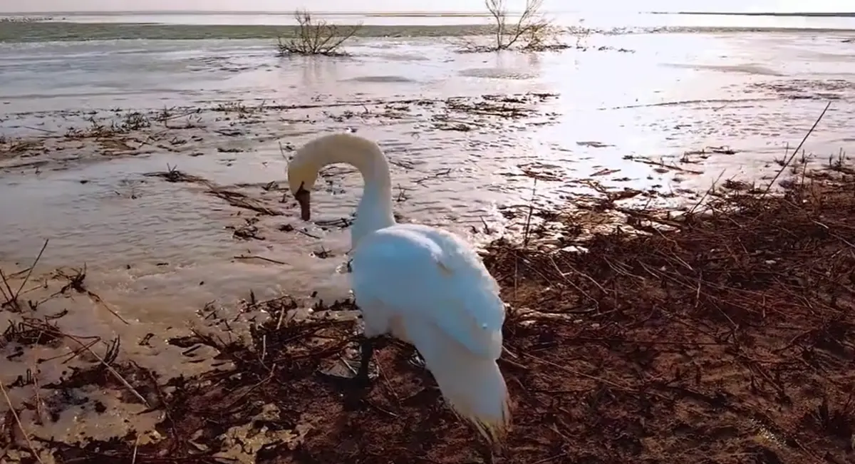 Кадр видео