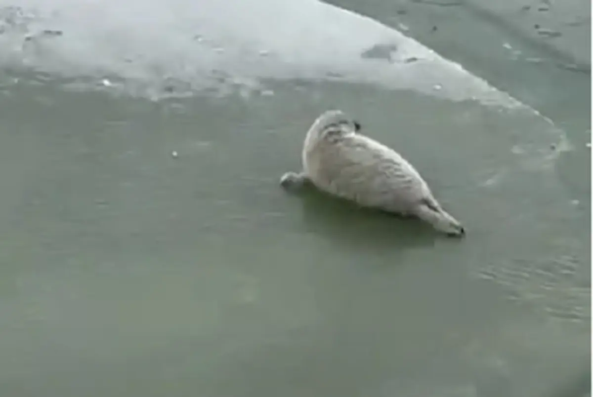 Кадр видео