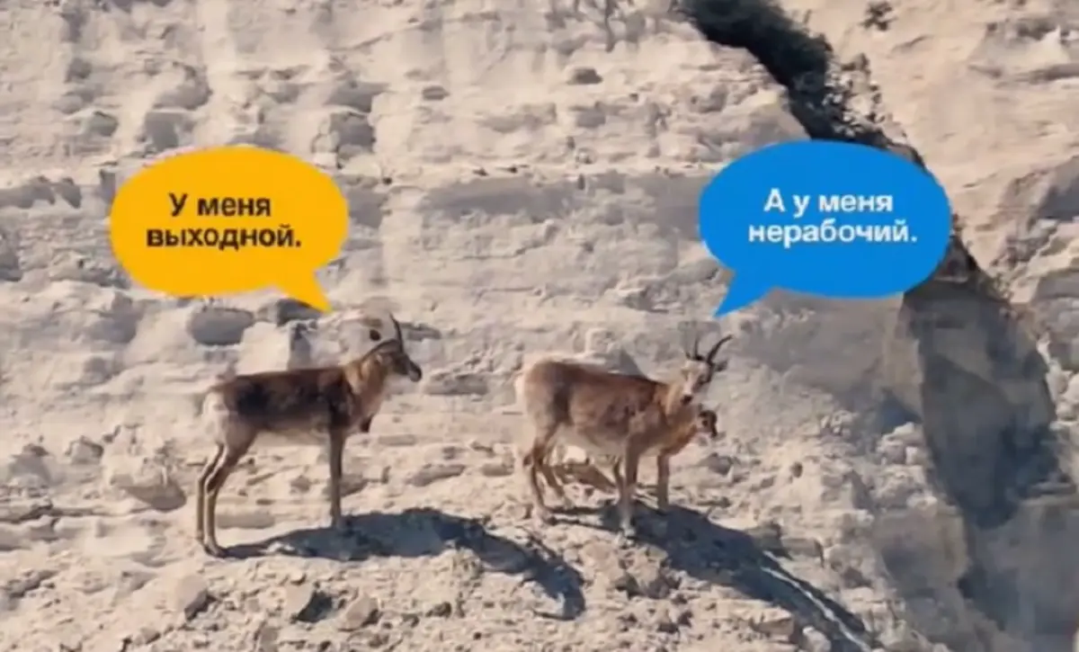 Кадр видео