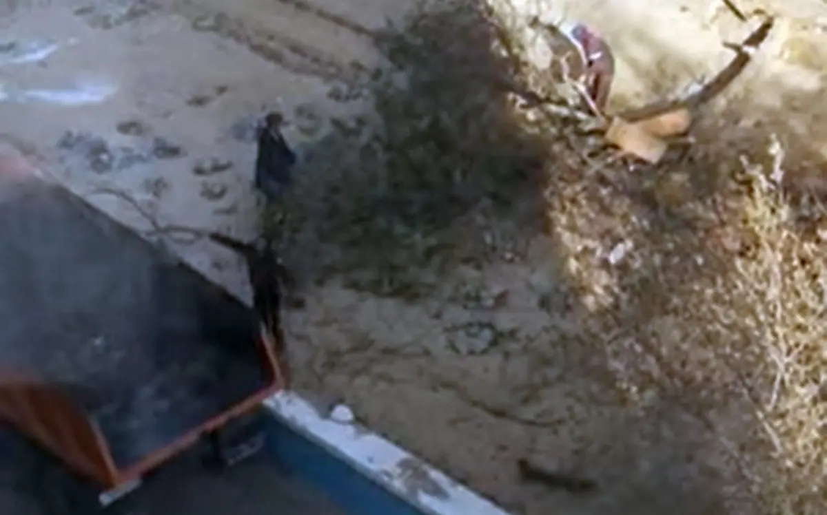 Кадр видео