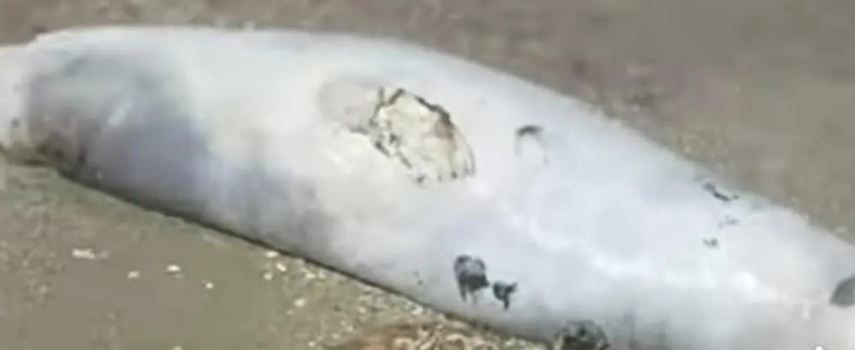 Скрин видео