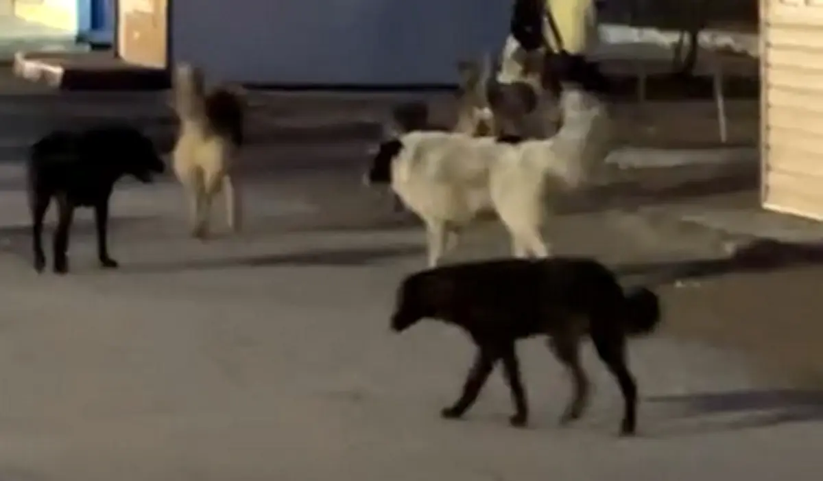 Кадр видео