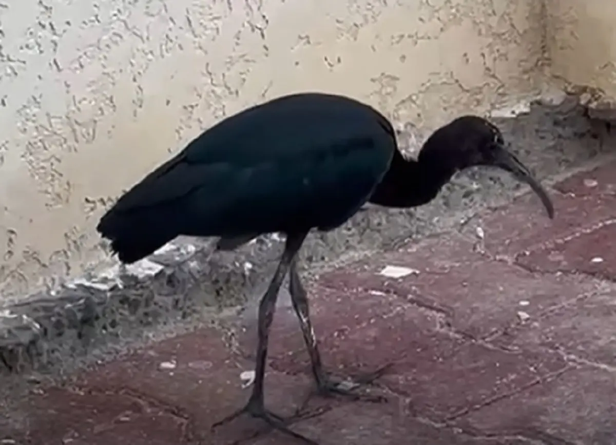 Кадр видео
