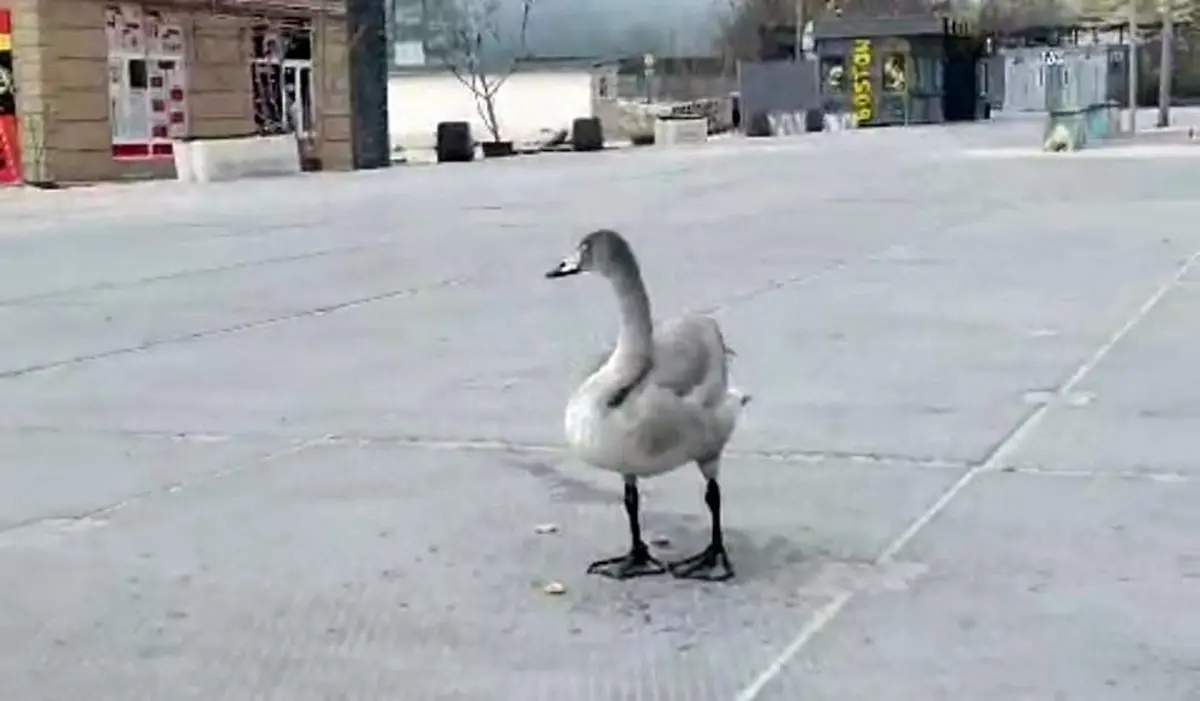 Кадр видео