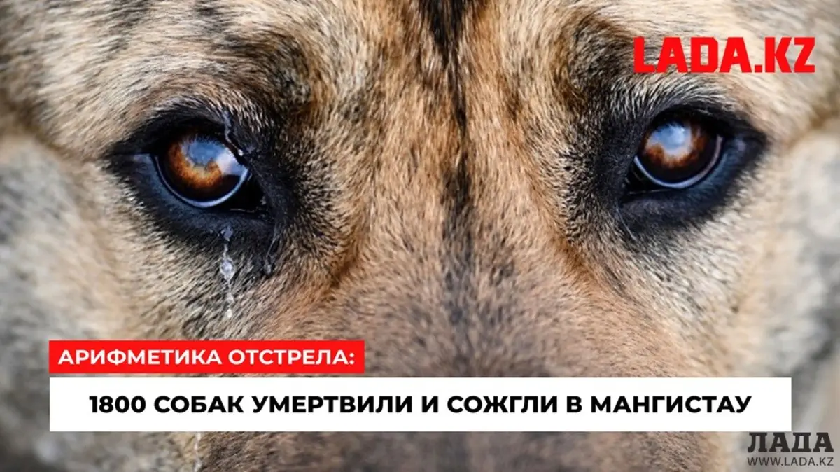 Фото из архива Лады