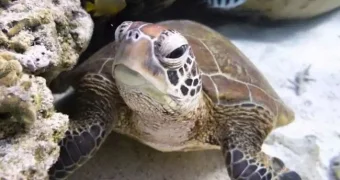 Прошли переговоры по историческому соглашению о защите Мирового океана