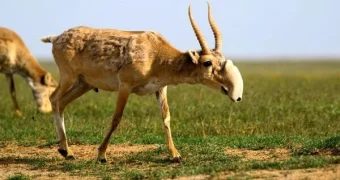 "Если не начнем продавать мясо, будем трупы убирать с пастбищ" - ученый о ситуации с сайгаками